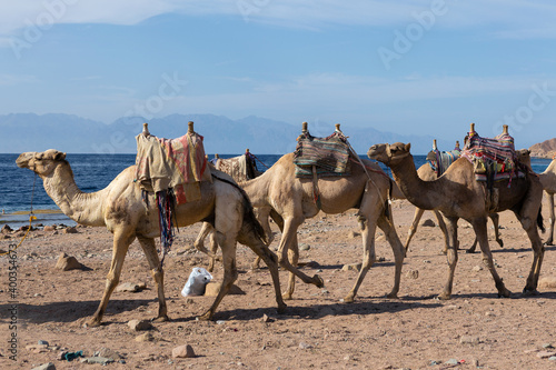 Dromedar camel in the background sands of hot desert, Egypt, Sinai © Mountains Hunter