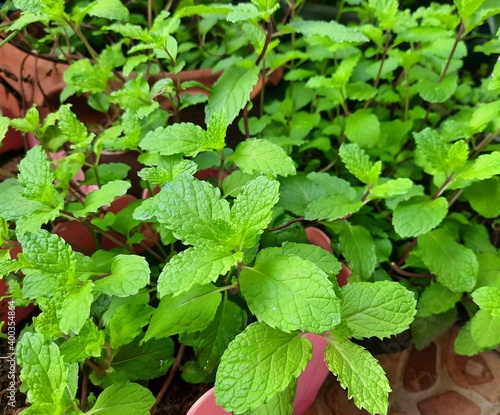 Fresh organic peppermint trees grown in plant for cooking or eat