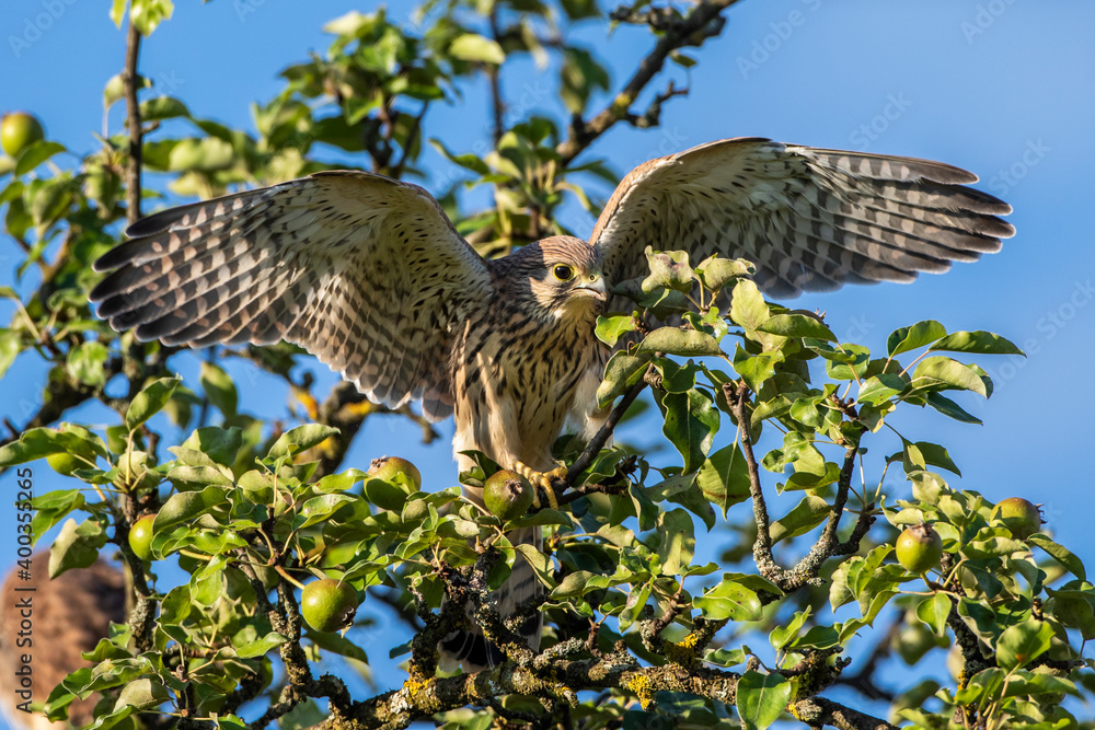 Fototapeta premium Turmfalke (Falco tinnunculus) Jungvogel, Flugübungen