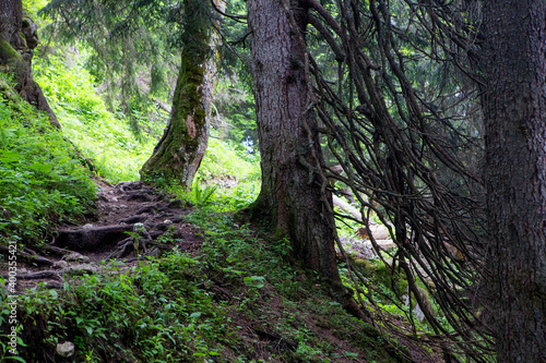 Large roots in the forest