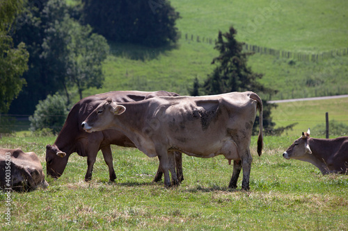 Fototapeta Naklejka Na Ścianę i Meble -  Herd of cows on a meadow