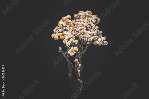 (Anaphalis margaritacea) western pearly everlasting flowers in bloom in summer, South Africa 
 photo