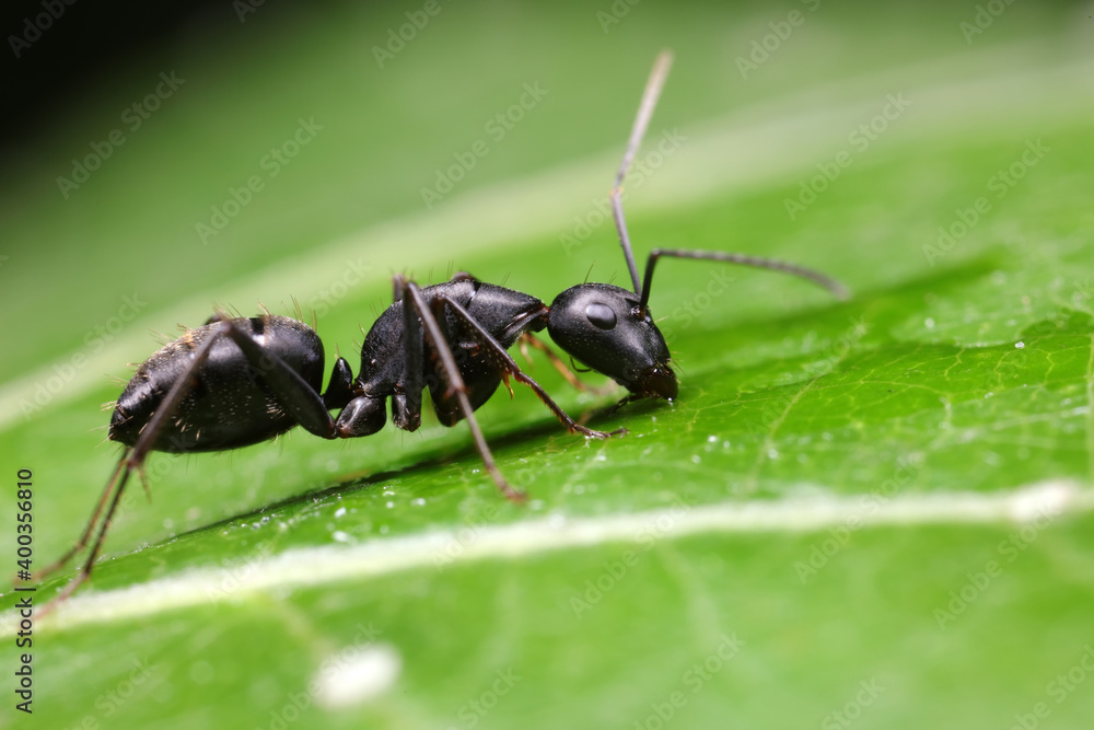 Ants on wild plants, North China