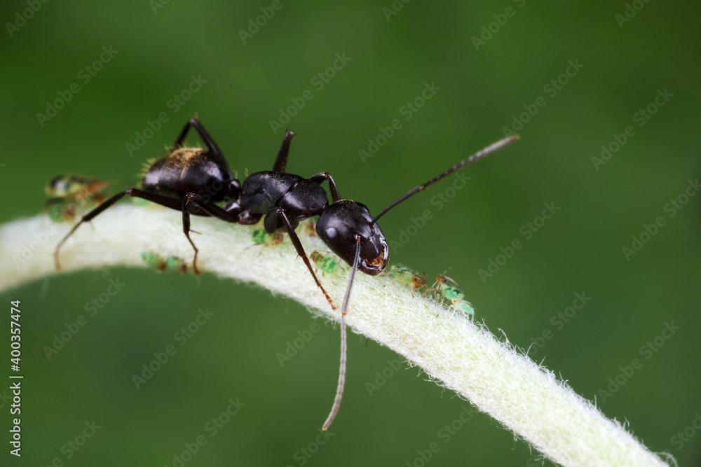 Ants on wild plants, North China Ants on wild plants, North China