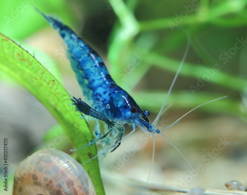 garnele , natur, makro, tier, green, fisch, wasser, dragonfly, wild lebende tiere, aquarium, sommer, schön, blatt, flügel, fliege, blau, schönheit, wild, close up, neocaridina, close up, bunt, black, 
