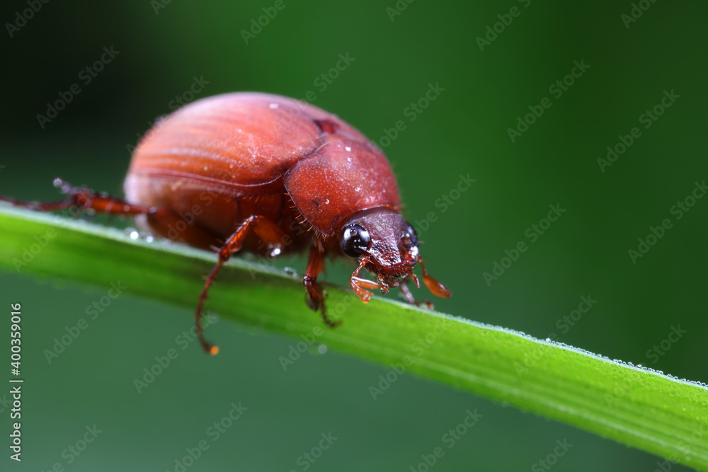 Beetles live on weeds in the North China Plain Beetles live on weeds in the North China Plain