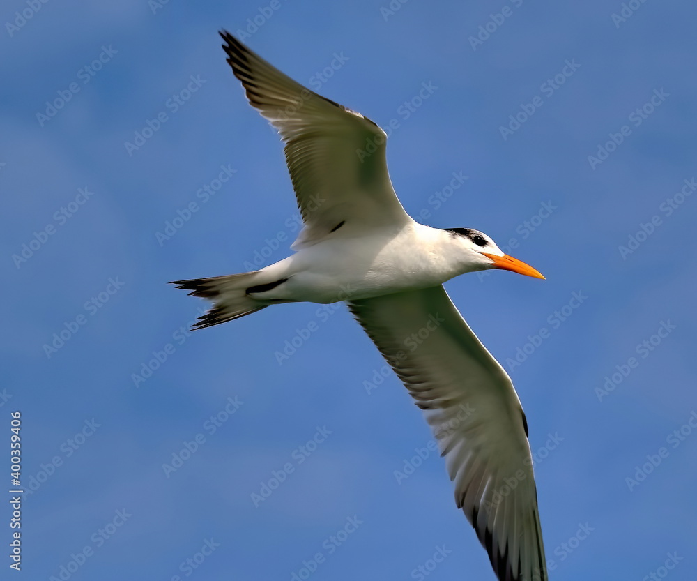 Royal tern in flight up close with blue sky background. Thalasseus maximus. Royal tern in flight up close with blue sky background. Thalasseus maximus.