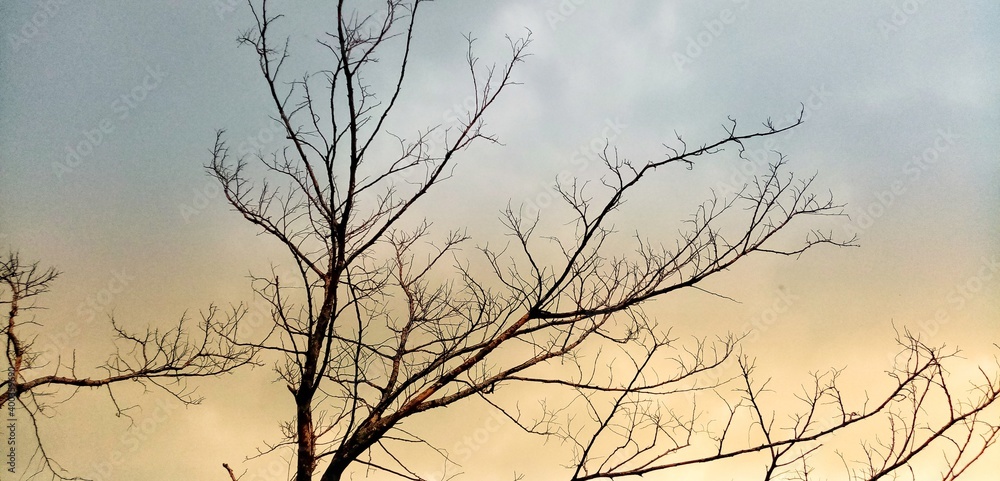 The tree dies from lack of water. The tree dies from lack of water.