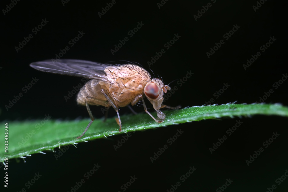 Flies on plants in the nature, North China Plain Flies on plants in the nature, North China Plain