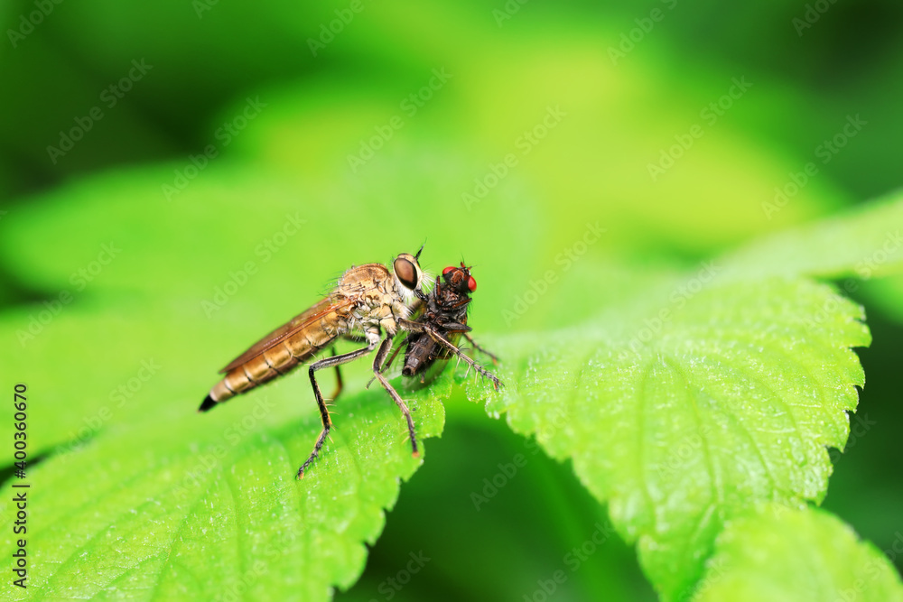 Insectivorous flies live on weeds Insectivorous flies live on weeds