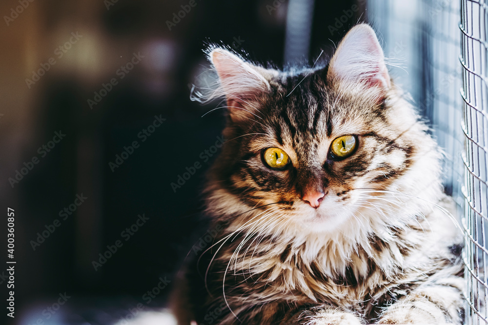 Portrait d'un adorable chaton tigré au poil angora