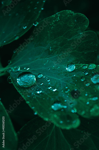 water drops on leaf