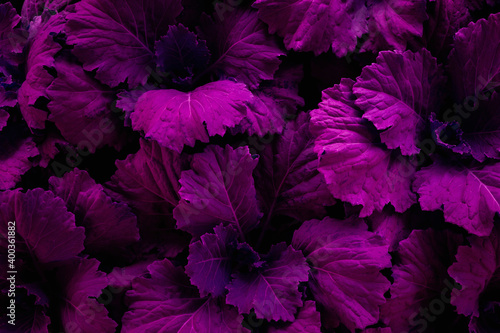 closeup nature view of purple leaf background, dark tone concept © Nabodin