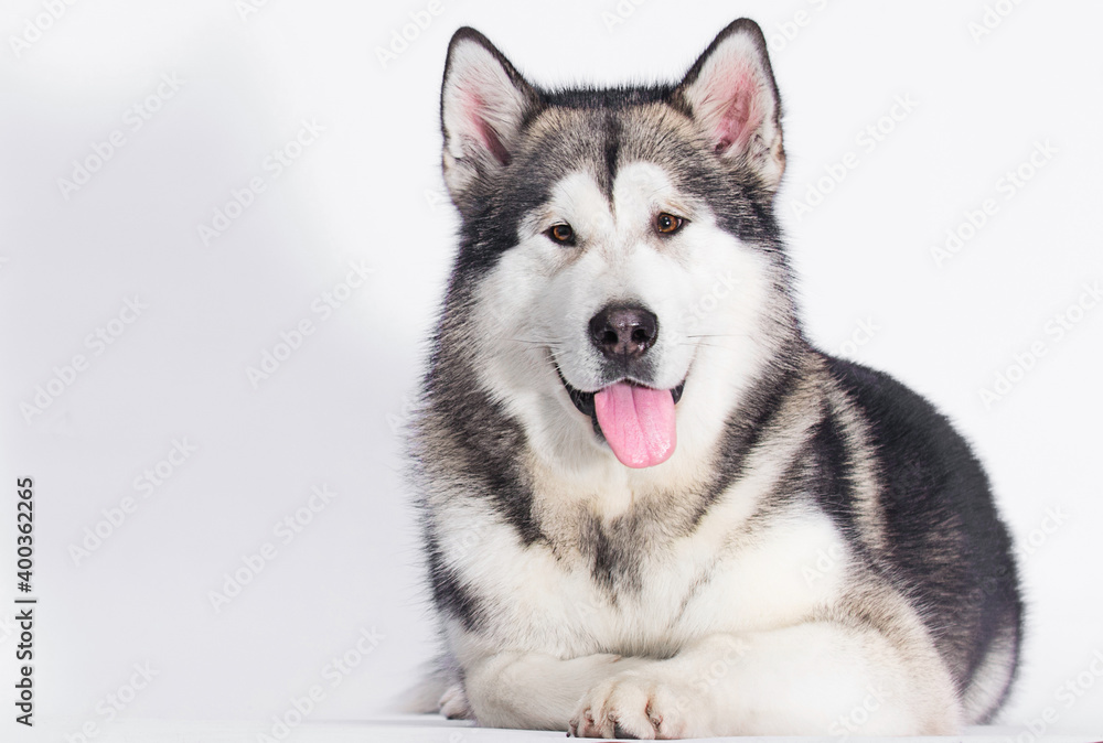 big dog with tongue alaskan malamute in studio big dog with tongue alaskan malamute in studio