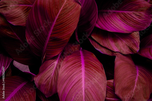 closeup nature view of purple leaf background  dark tone concept