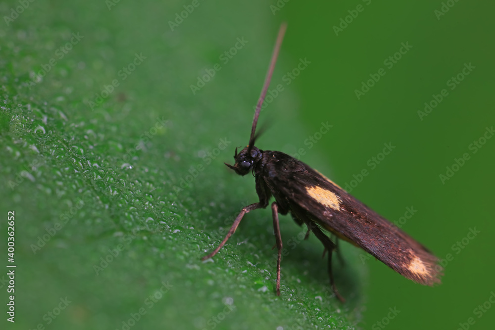 Moths on leaves in nature, North China Plain Moths on leaves in nature, North China Plain