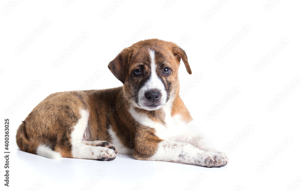 Cute Puppy with paws over eye contact on camera - isolated over a white background Cute Puppy with paws over eye contact on camera - isolated over a white background
