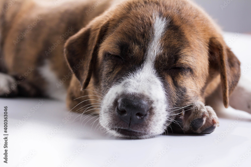 Cute Puppy with paws over - isolated over a white background Cute Puppy with paws over - isolated over a white background