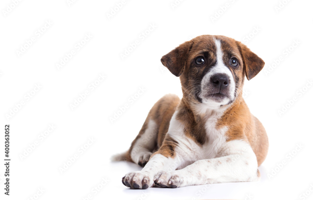 Cute Puppy with paws over eye contact on camera - isolated over a white background