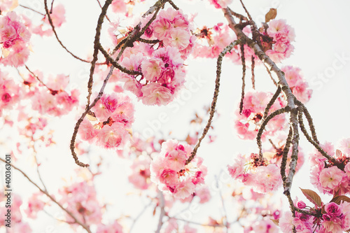 Fresh sakura tree branch with flowers on a blurred background. Pink pastel floral backdrop. Spring concept. Sunglight, soft selective focus, copy space