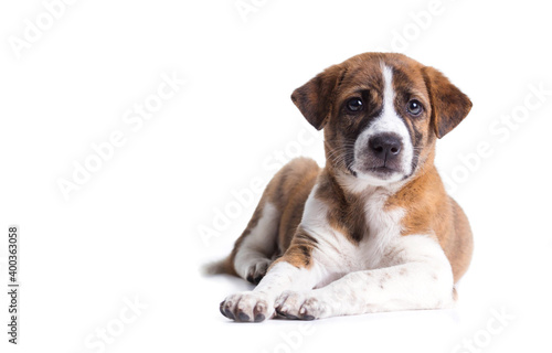 Cute Puppy with paws over eye contact on camera - isolated over a white background © SizeSquare's