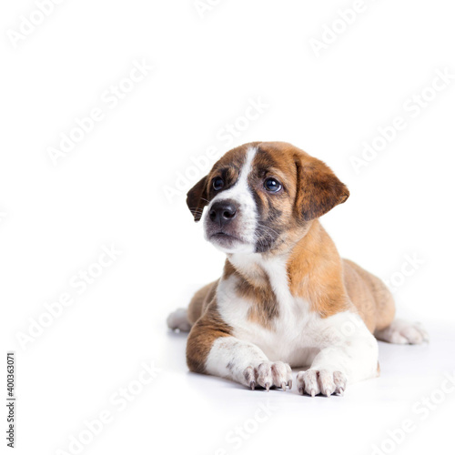 Cute Puppy with paws over - isolated over a white background