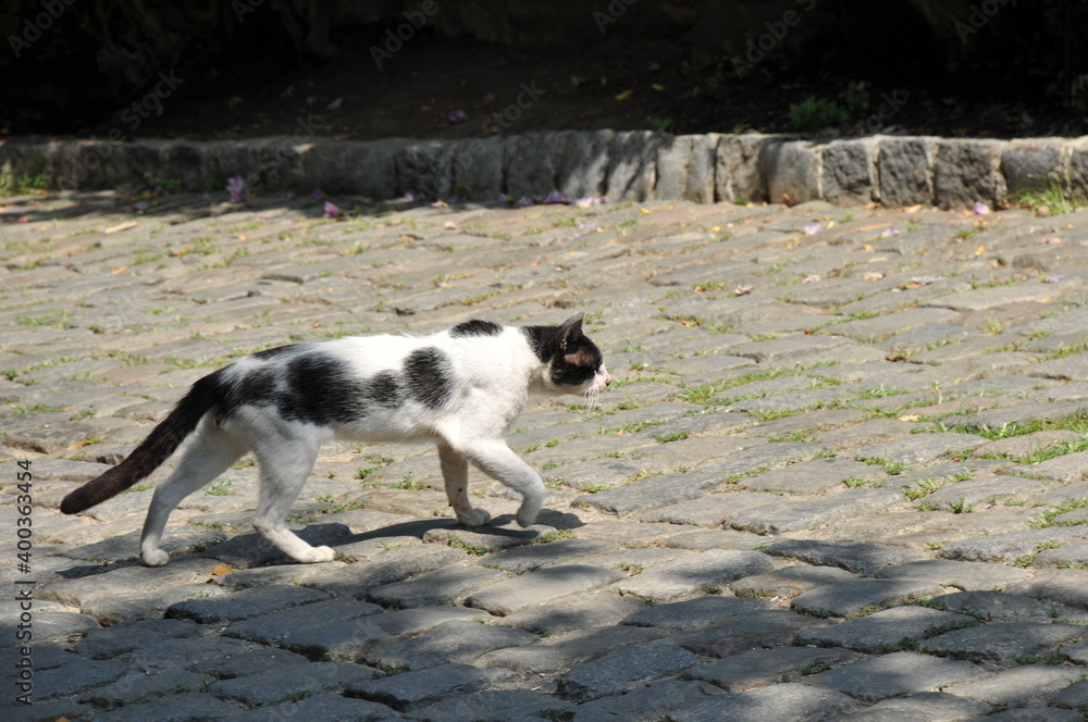 石畳の上を歩く猫
