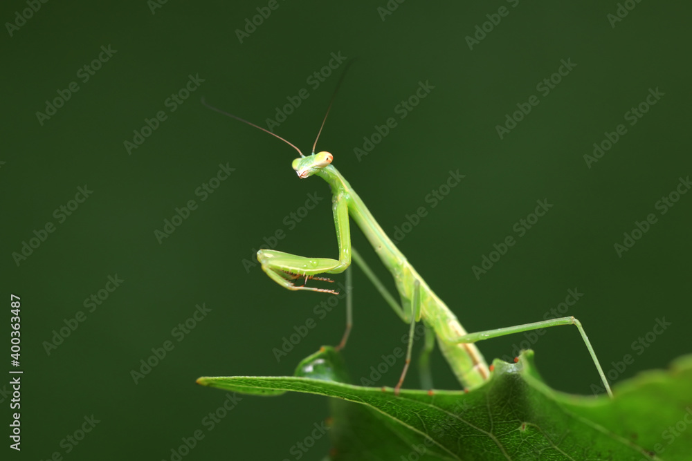 Mantis lives on weeds in the North China Plain Mantis lives on weeds in the North China Plain