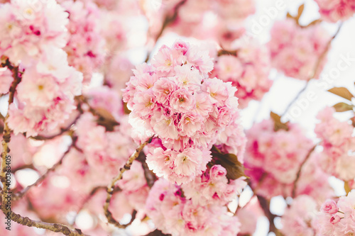 Fresh sakura tree branch with flowers on a blurred background. Pink pastel floral backdrop. Spring concept. Close up  soft selective focus  copy space