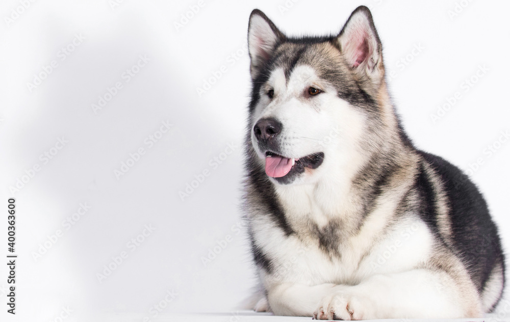 dog with tongue alaskan malamute in studio