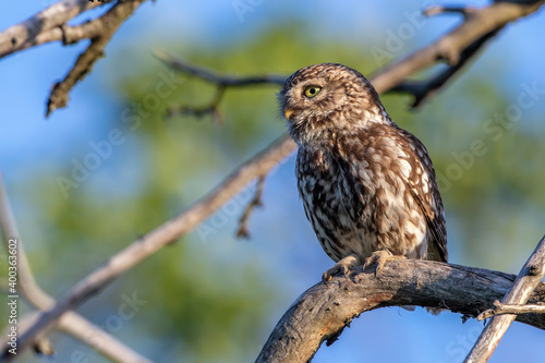 Steinkauz (Athene noctua)