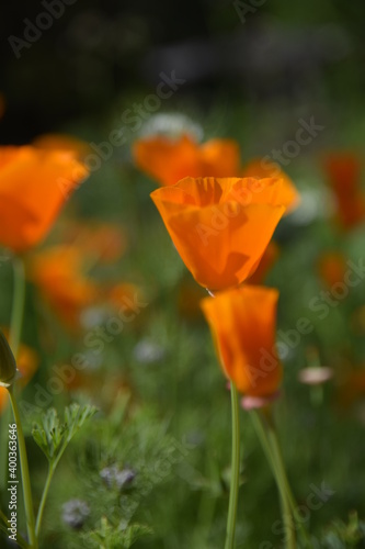 Kalifornischer Mohn