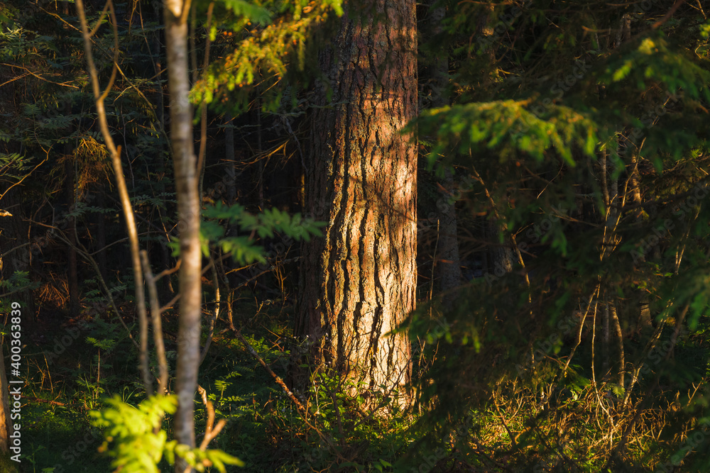 Sunset rays lit the forest environment. Branches and trunks of trees, grass and bushes.