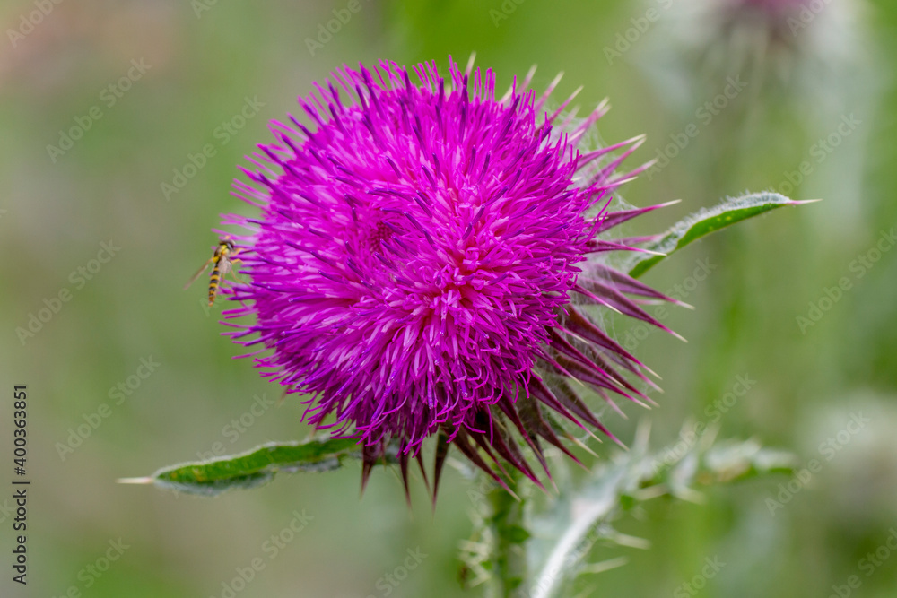 Nickende Distel (Carduus nutans) Nickende Distel (Carduus nutans)
