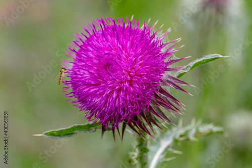 Nickende Distel  Carduus nutans 