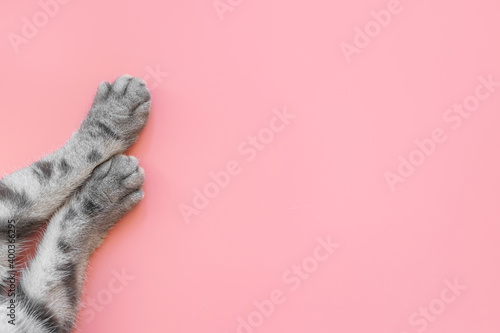 Paws of a gray cat on pink background. Top view, minimalism. Cute picture. Concept of pets, cat grooming. Image for banner, place for text...