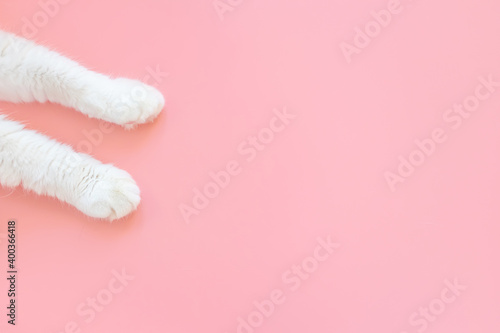 Canvas Print Paws of a white cat on a pastel pink background