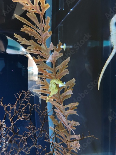 hippocampus