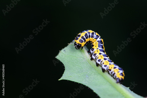 Lepidoptera Noctuidae larvae live on wild plants, North China