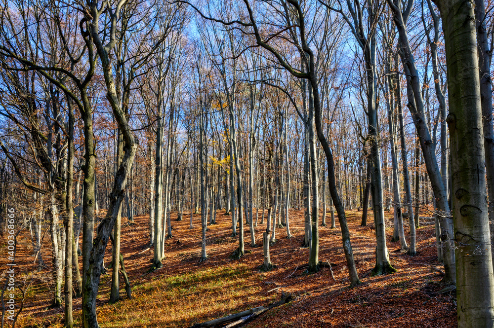 Fototapeta premium Ein nahezu blattloser Wald im Herbst bei schönem Sonnenschein.