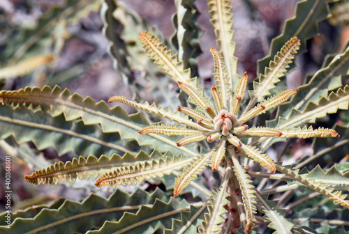 Foliage and new growth of the Australian native Acorn banksia, Banksia prionotes, family Proteaceae. Also known as the Orange Banksia photo