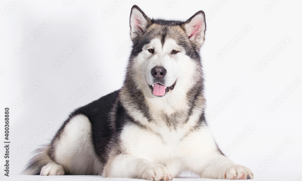 big dog looking alaskan malamute on white background