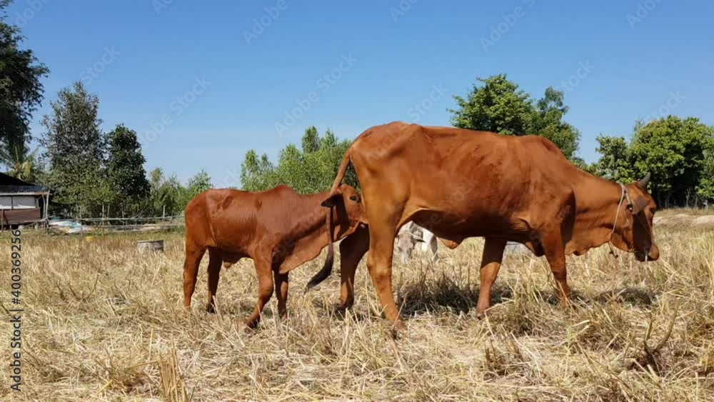 A cow is standing and feeding the calf to milk. A cow is standing and feeding the calf to milk.