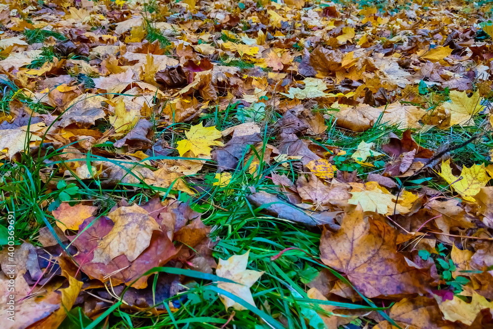 Dry leaves lie on the green grass.