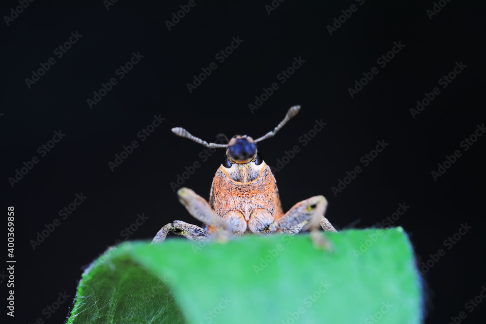 Naklejka premium Weevil on green leaves, North China Plain