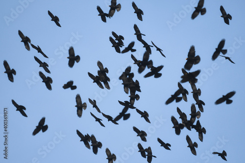 Stormo di gracchio alpino (Pyrrhocorax graculus) in volo su sfondo cielo blu photo