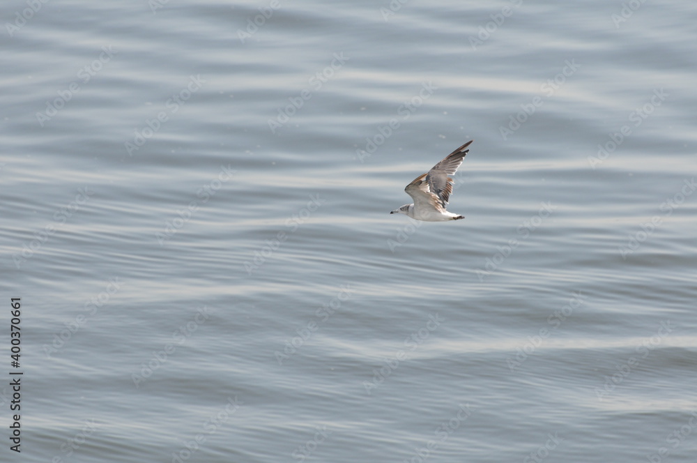海上を低空飛行するカモメ 海上を低空飛行するカモメ