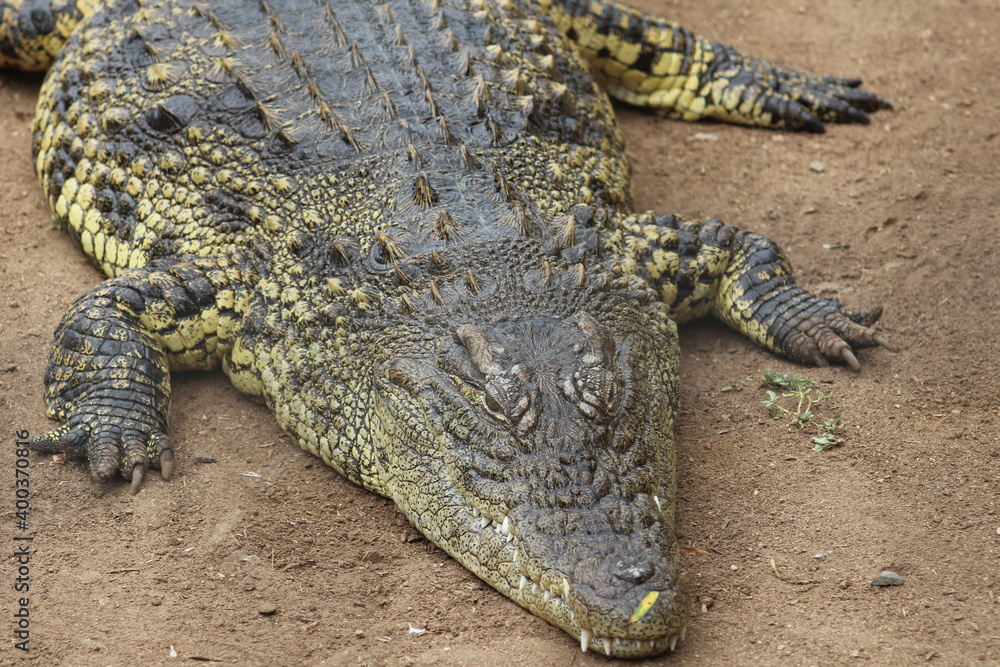 Croc City Crocodile & Reptile Park, Chartwell, South Africa. Croc City Crocodile & Reptile Park, Chartwell, South Africa.