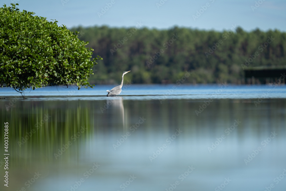 heron cendré
