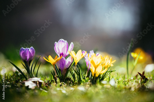 Springtime. Spring flowers in sunlight, outdoor nature. Wild crocus, postcard. © Patrick Daxenbichler